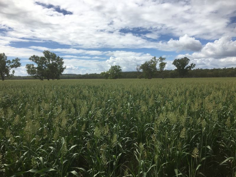 4964 Warialda, COOLATAI, NSW, 2402, Coolatai - Thumbnail 3