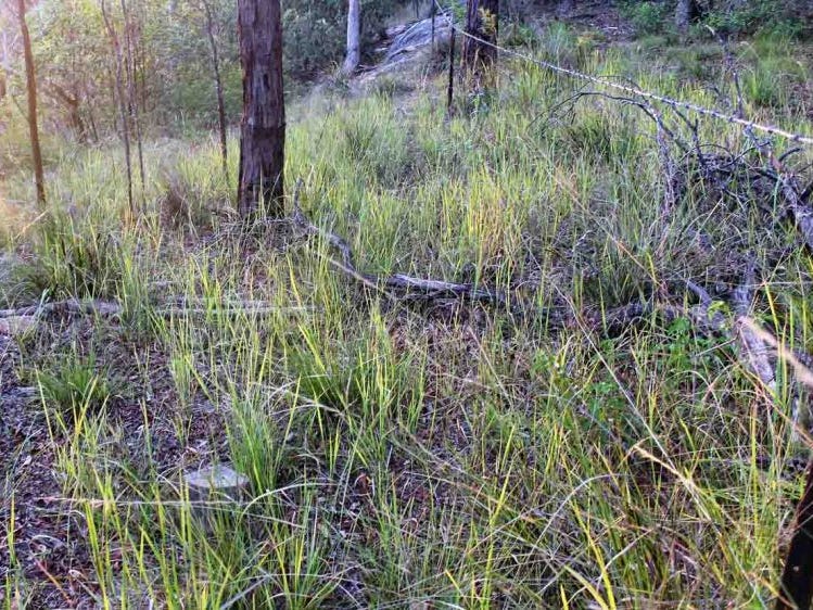 421 Back Creek Rd, CROWS NEST, QLD, 4355, Crows Nest - Thumbnail 6