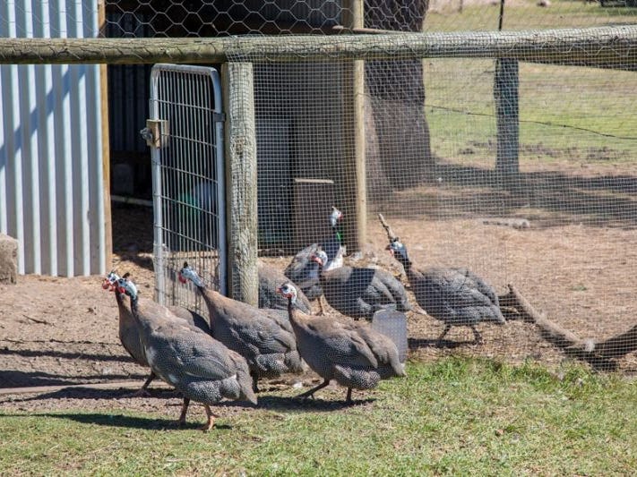 138 KENNEDY ROAD, KOORINE, SA, 5279, Koorine - Thumbnail 6