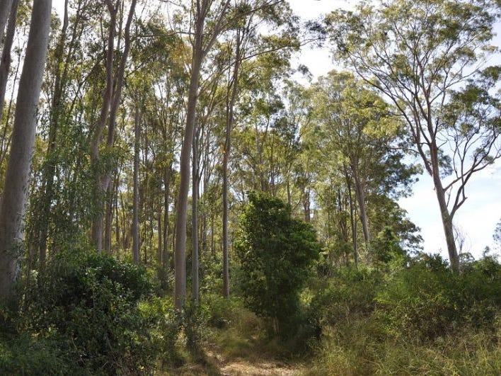 725 Mount McEuen Road, MOUNT MCEUEN, QLD, 4606, Mount Mceuen - Thumbnail 6