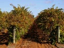 Lot 2 Arumpo Street, Renmark, SA 5341