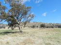 Lot 8 Greenmantle Road, Bigga, NSW 2583