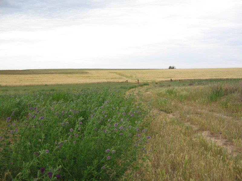 Various Lots Kulkami/Mulpata Road, Lameroo, SA 5302