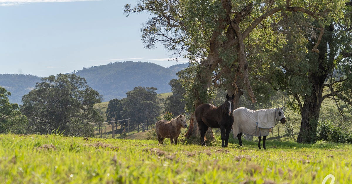 313 Cranky Corner Road N, Glendon Brook NSW 2330