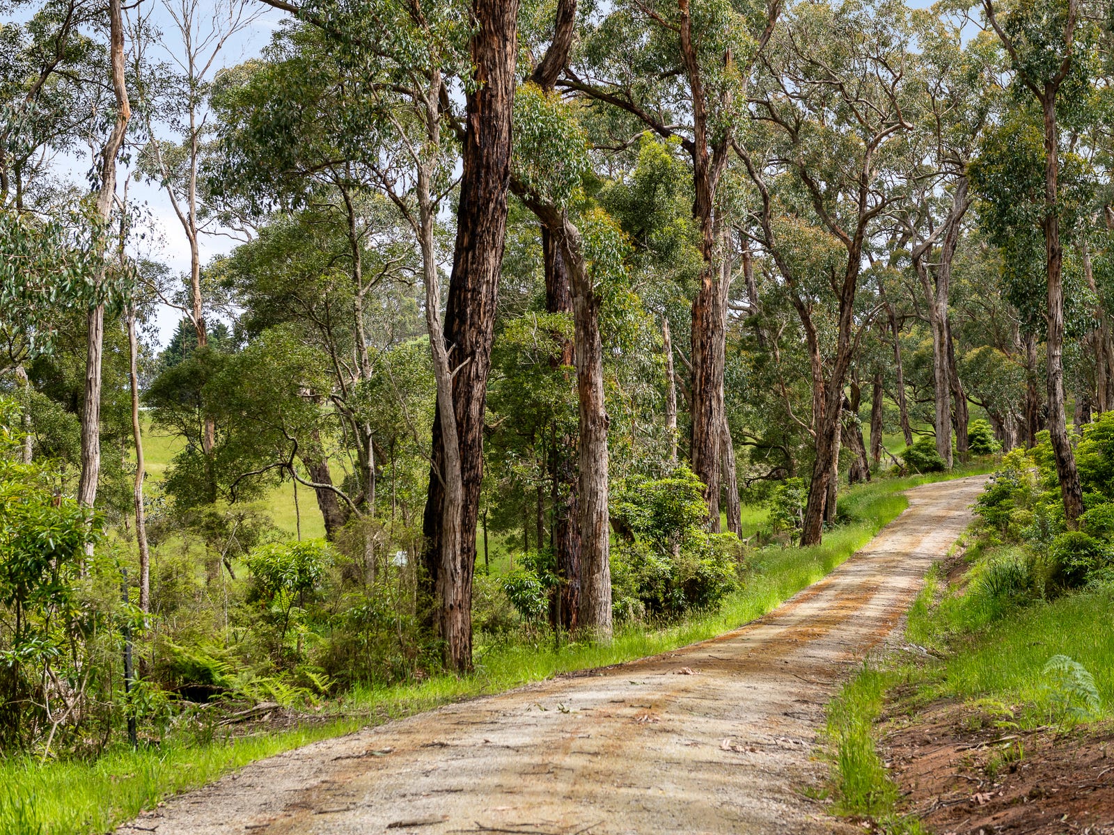 Track through tall native forest