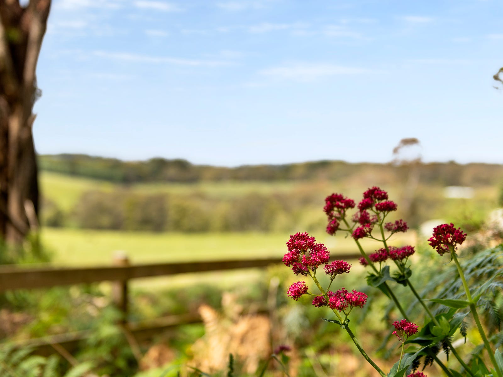 Countryside views past flowering plants