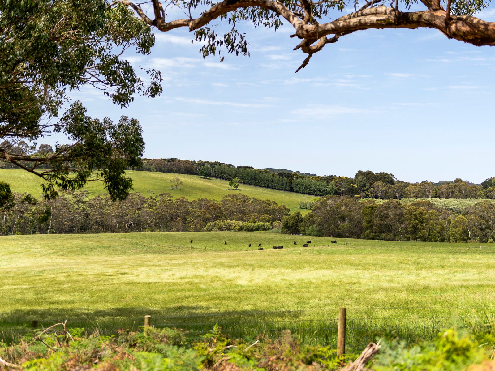 Open paddock views under a gum tree