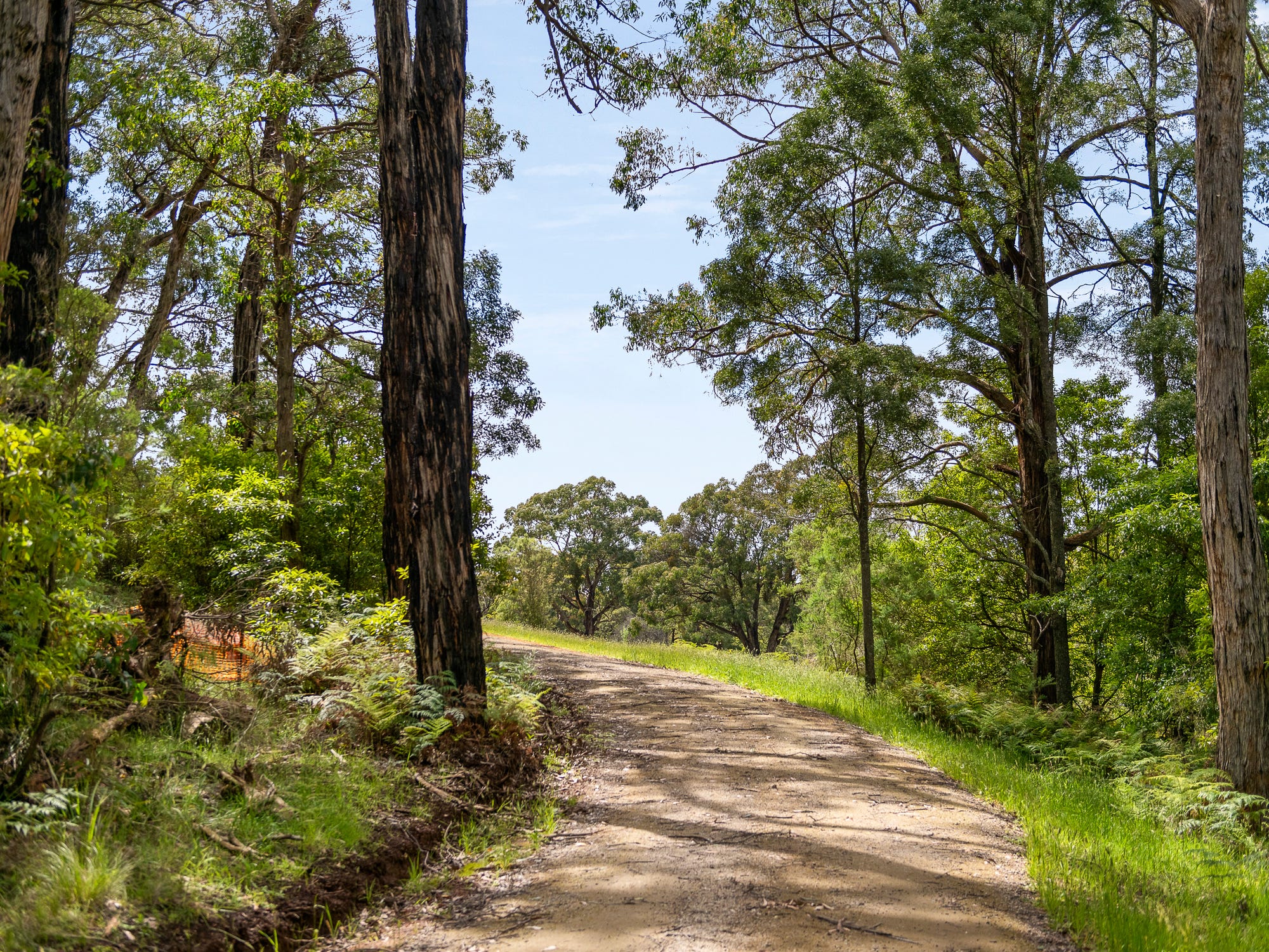 Tree-lined driveway through native bushland at 2 Barkers Road, Flinders
