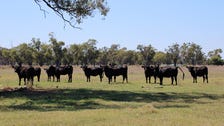 Property at 93 Old Pilliga Road, Wee Waa, NSW 2388