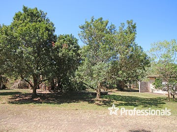 Dwarf Mango Tree For Sale Brisbane