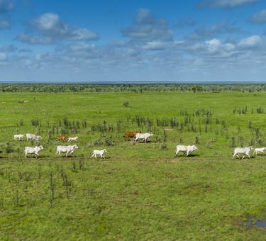 Forrest Hills Station, NT Portions 6366, 7493 and 5145
Perpetual Pastoral Lease 1190
Carpentaria Highway, Daly Waters, NT 0852