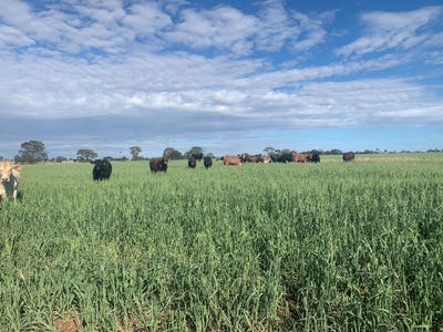1 Stuart's Creek Road, Orallo, QLD
