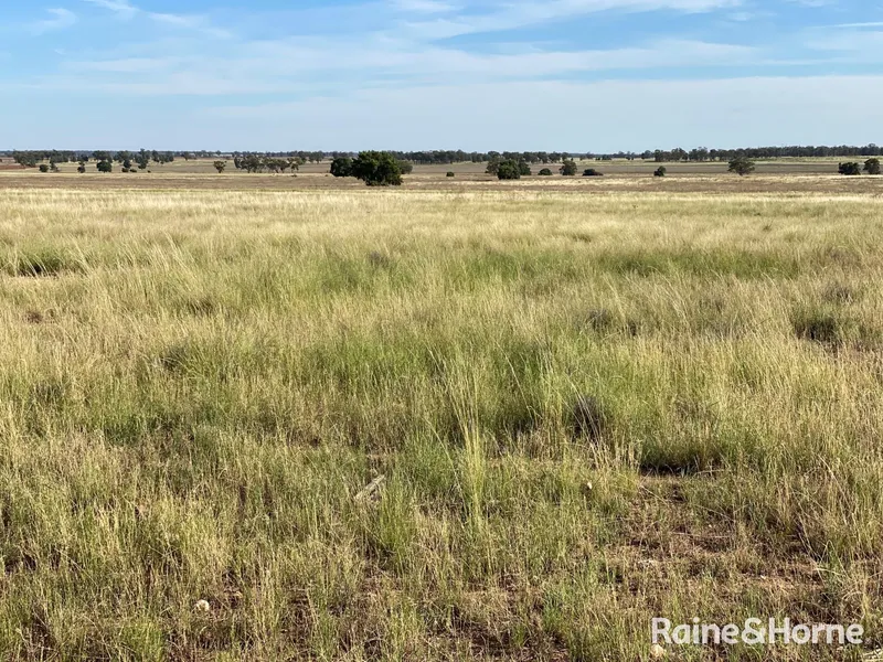 Excellent Grazing Opportunity