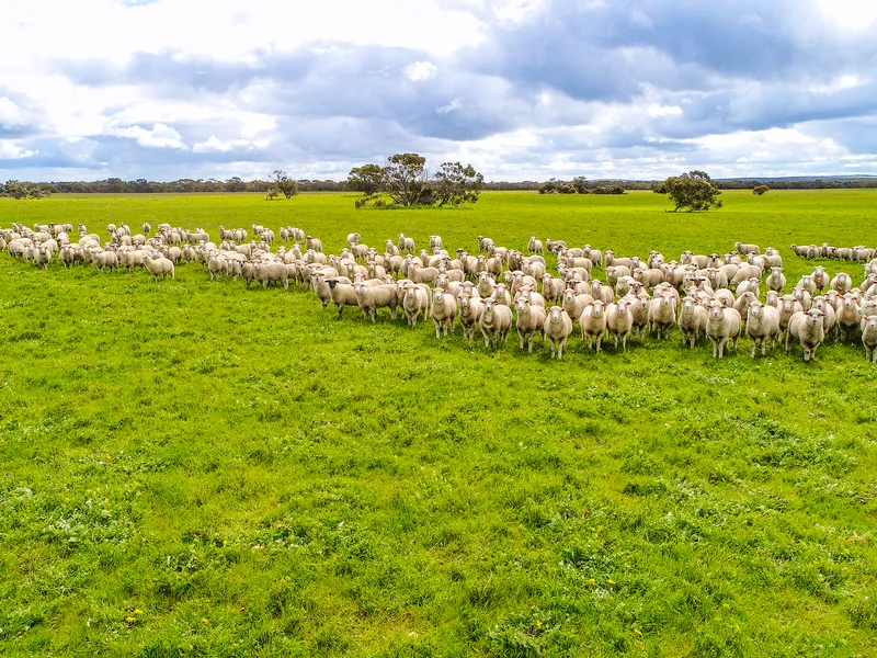 Lucerne and Caring Management are the Keys at Field