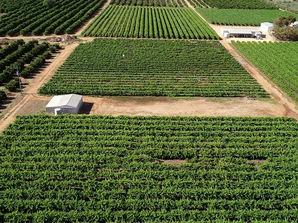 Premium Vineyard in Production