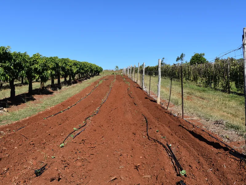 Well established fruit orchard 