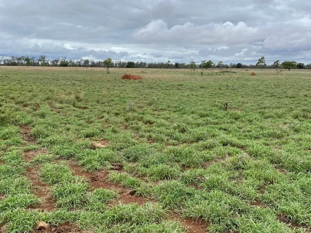 Foolproof Grazing Opportunity