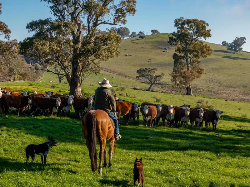 High rainfall grazing, minutes to Tumut
