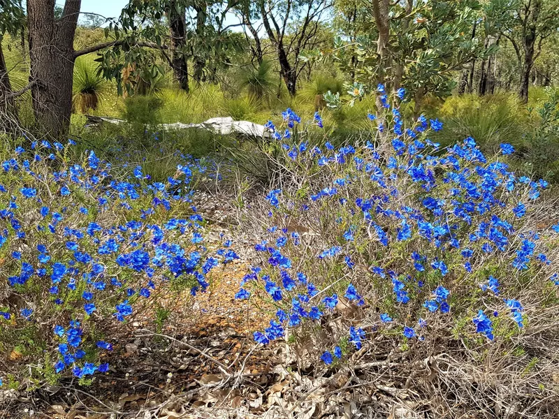 NATURE OVER NEIGHBOURS - 5 ACRE BUSH RETREAT