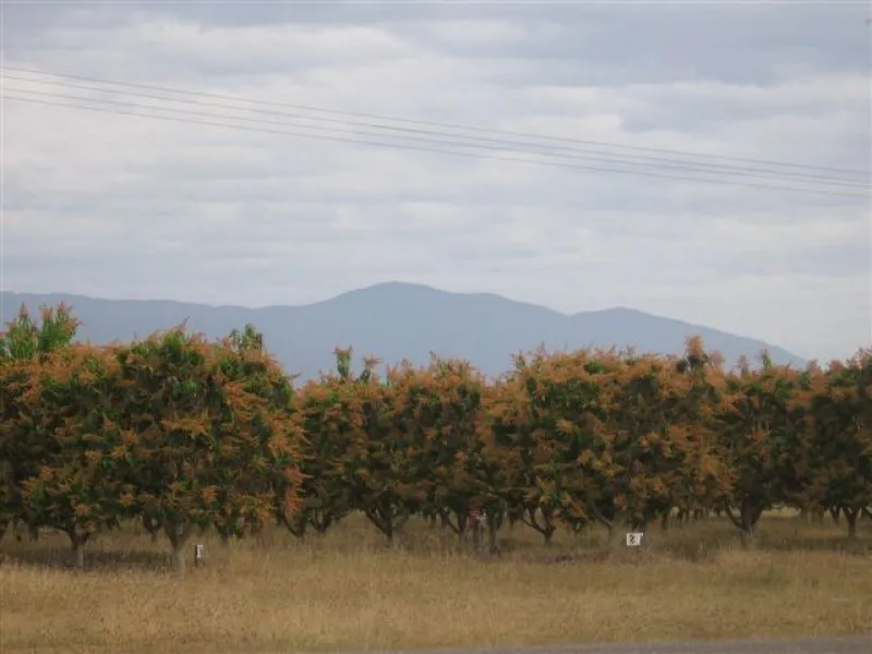 MANGO PLANTATION AT HORSESHOE LAGOON