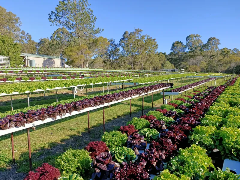 HYDROPONIC FARM ESTABLISHED 15 YEARS PLUS 