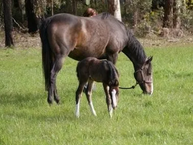 Equestrian Property!!