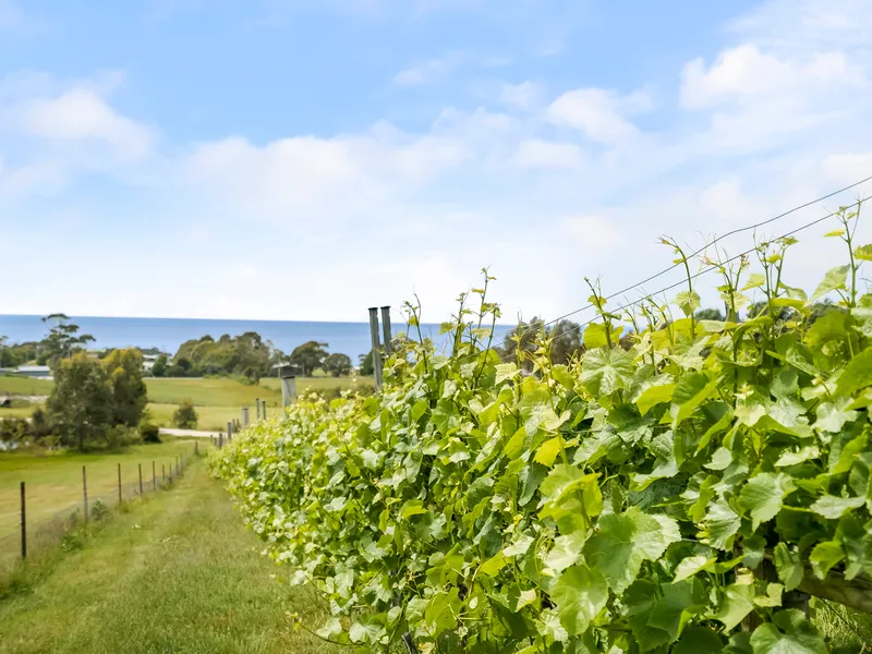 Living amongst the vines