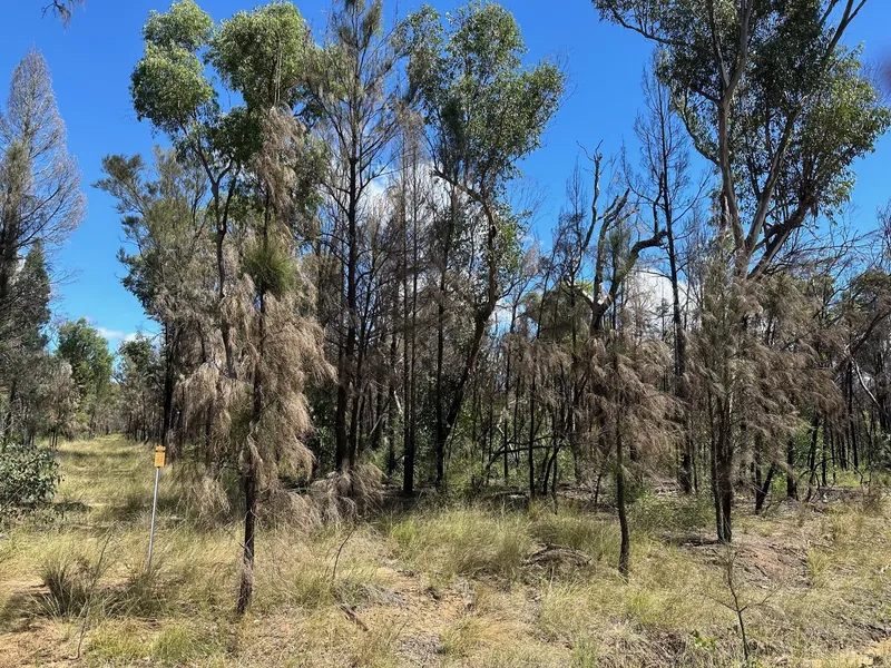 Vacant rural bushland