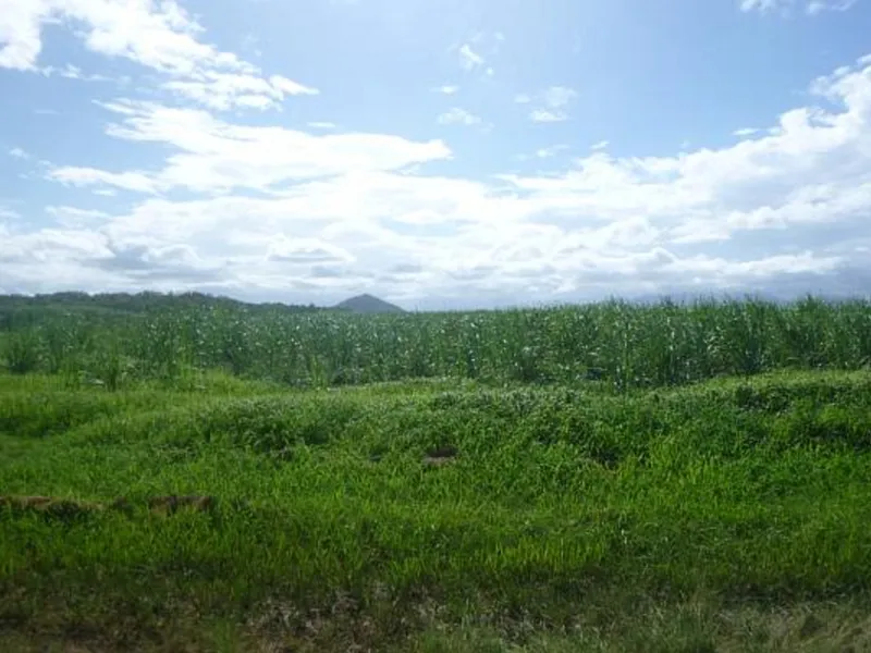 ESTABLISHED CANE FARM - HALIFAX!