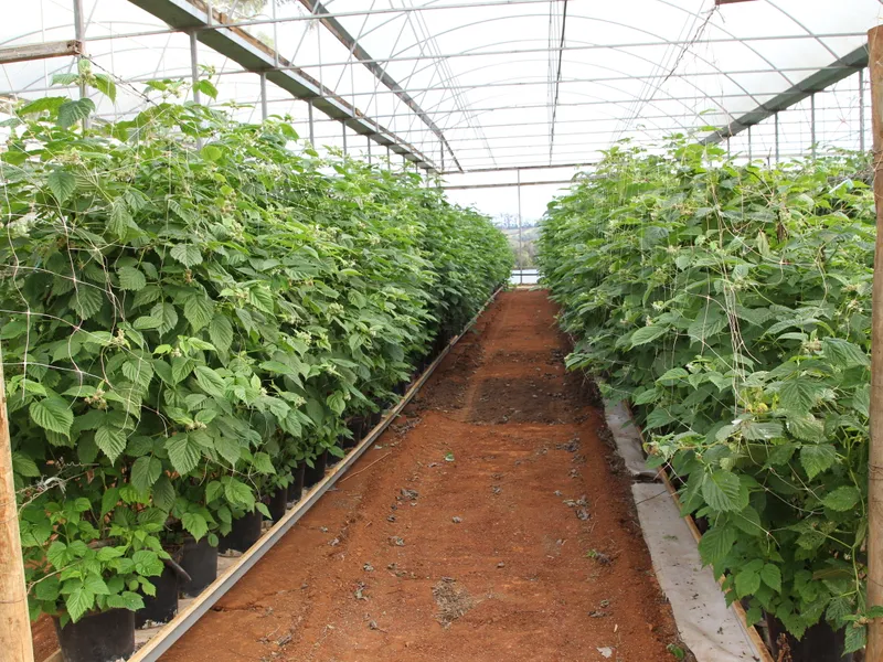 HIGHLY PRODUCTIVE YARRA VALLEY BERRY FARM