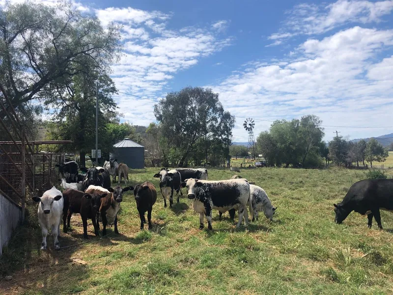 Ideal Rural Building Block - 20 Minutes From Tamworth's CBD.