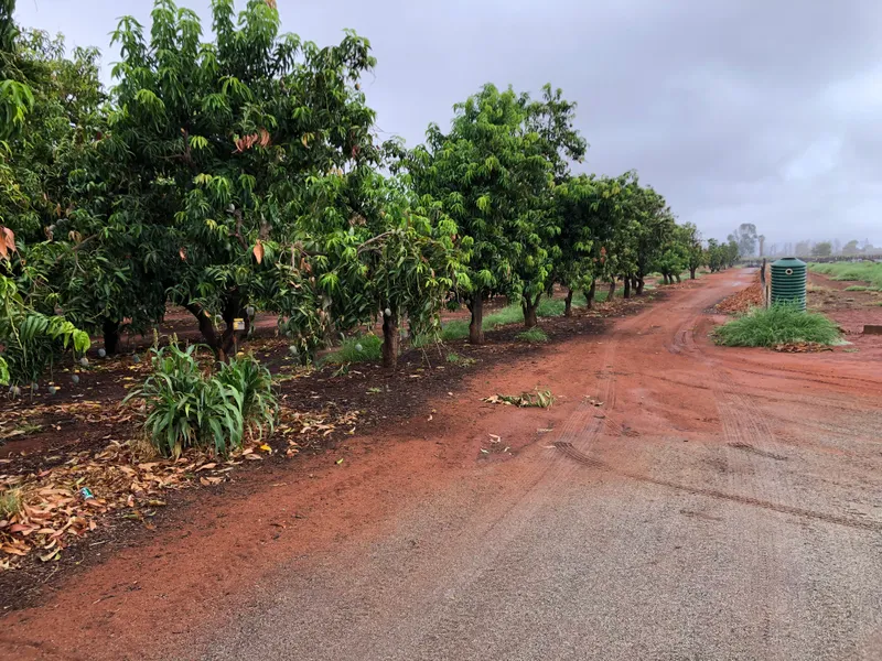 Red Centre Farm – Central Australian Mango Farm