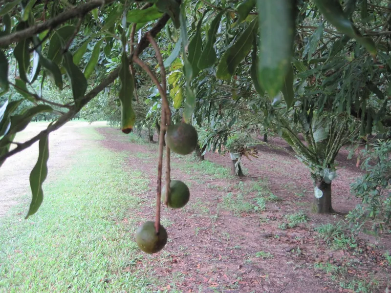 Commercial Macadamia Farm