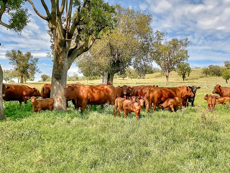 Mixed Farming Property