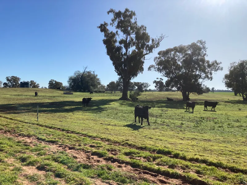 Southern Riverina - Perricoota Road - Barham, NSW