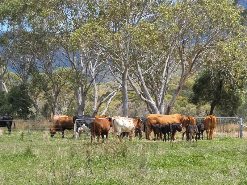 Pasture Improved Rural Holding