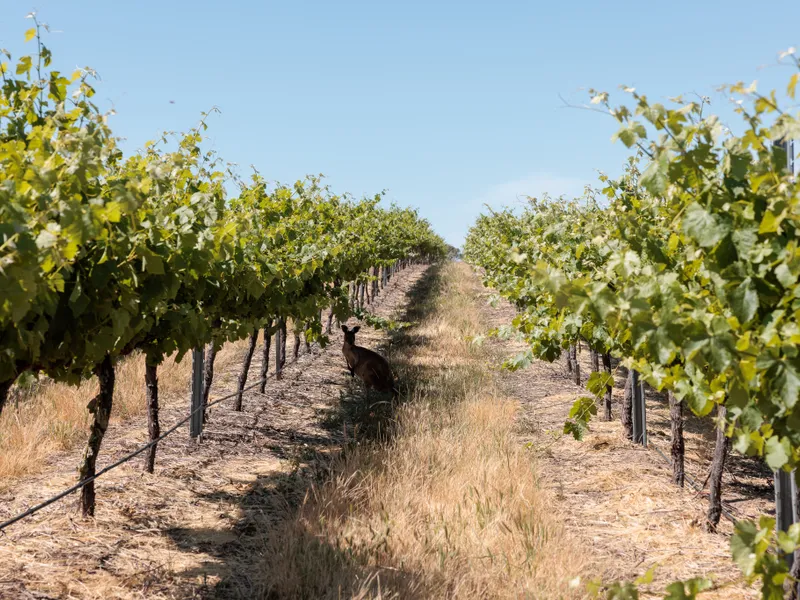 Exceptional Vineyard Opportunity