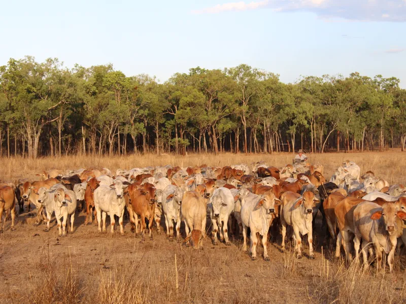 Fully operational Northern Cattle Station WIWO