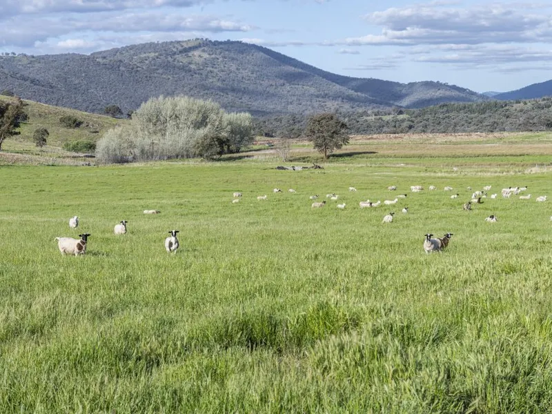 2211 Acres 895 ha Well Established Sheep Grazing And Cropping Farm,45 Minutes From Bathurst And Orange.