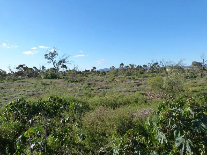 Home among the Gum Trees