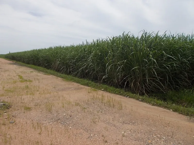 Cane Farm For Sale