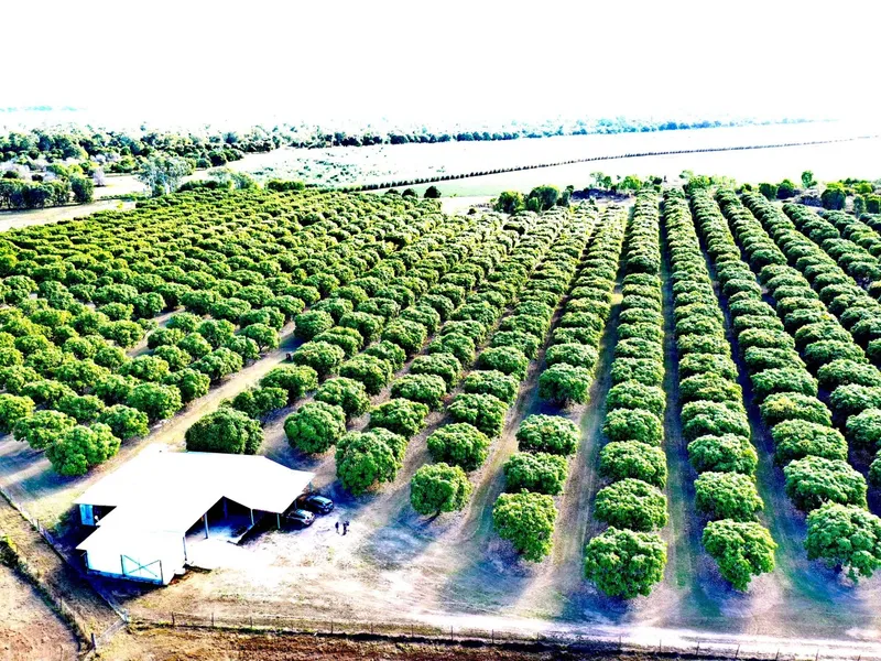 32 Acre Mango Farm with Sheds - Coldroom - Machinery - Irrigation 