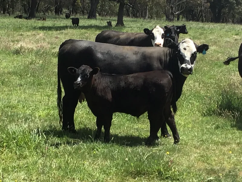 Lifestyle , Income , Close to Town...