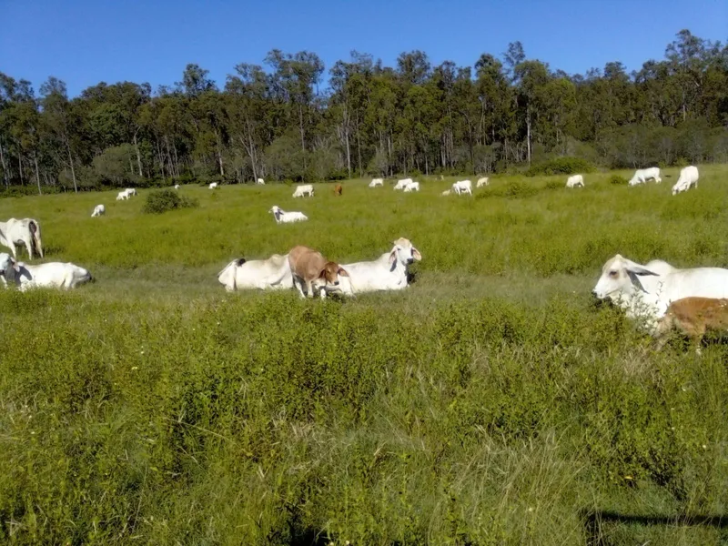 795 ACRES - Cattle Grazing Farm
