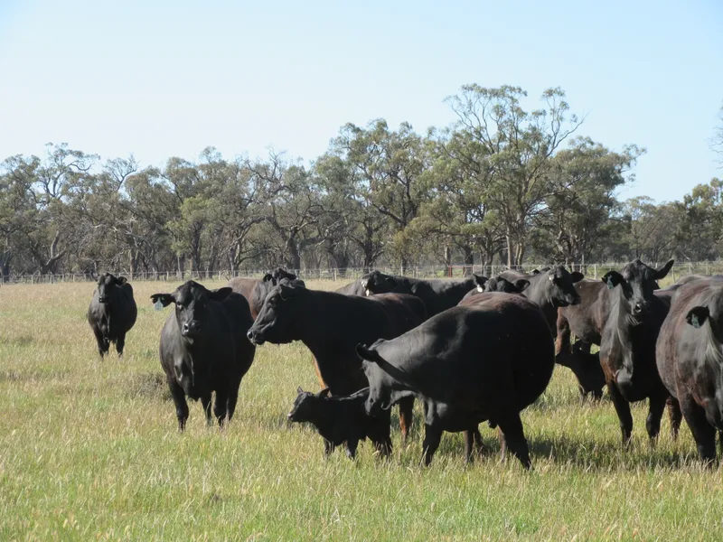 “COBWELL STATION” BARHAM NSW