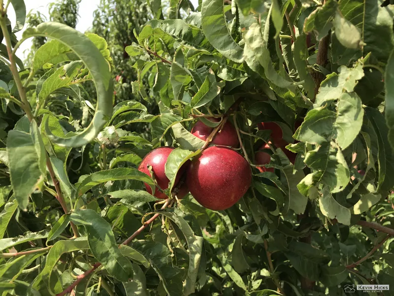 Ripe for the picking