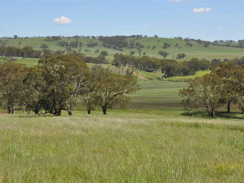 Excellent fattening and grazing property