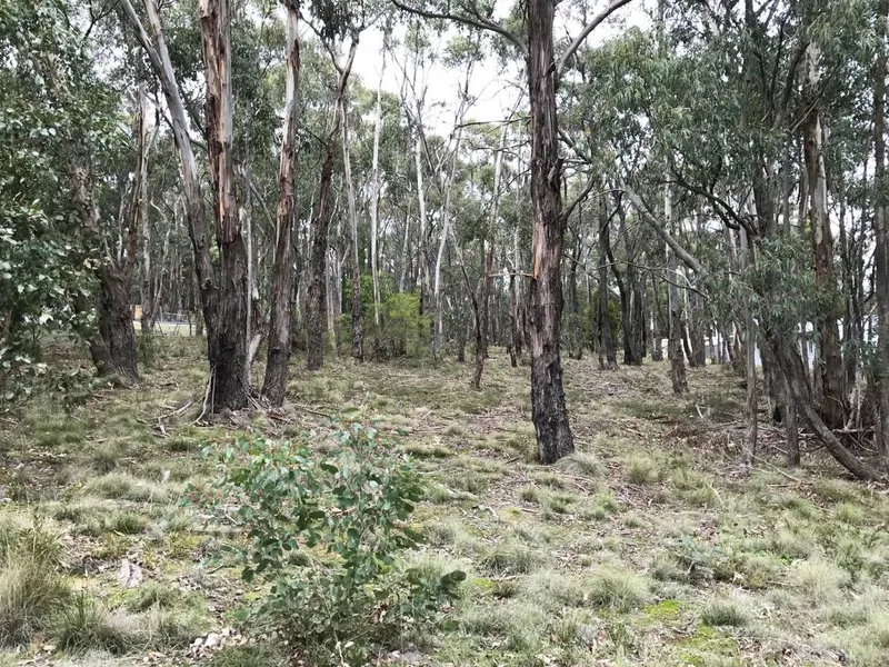 Peaceful Living Among The Trees