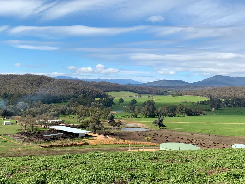 Moyhu Wagyu - SUCCESSFUL WAGYU  AGRIBUSINESS AVAILABLE ON WIWO BASIS