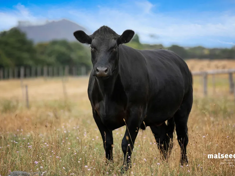 Approx 100 Acres in Suttontown - on Mt Gambier's doorstep!